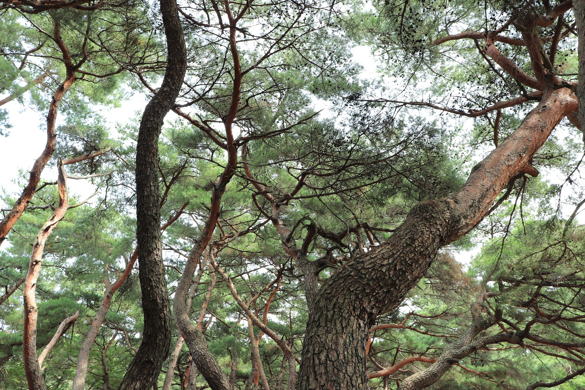 valutazione stabilità alberi